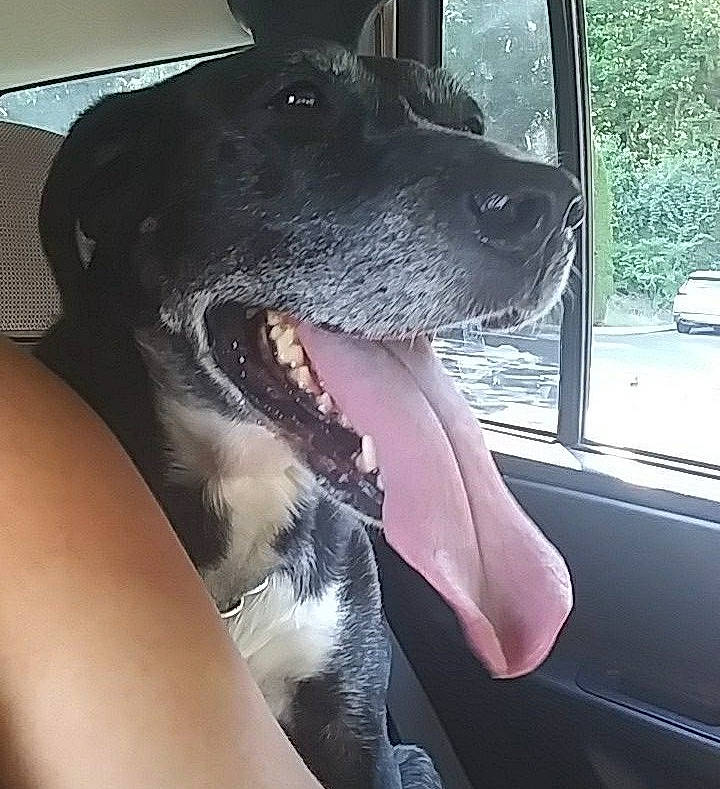 Pebbles is registered to the contest to win money with this photo: automotive_exterior, automotive_mirror, automotive_window_part, car, carnivore, collar, companion_dog, dog, dog_breed, dog_collar, fang, jaw, rear_view_mirror, snout, vehicle, vehicle_door, whiskers, window, windshield, working_animal