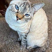 Miss Wiggles joined the competition — help win amazing prizes! cat, blue_eyes, feline, carpet, indoor, pet, animal, fur, whiskers, tail, sitting, looking_up, close_up, cute, domestic_animal, striped_tail, soft_light, curious, portrait, cozy