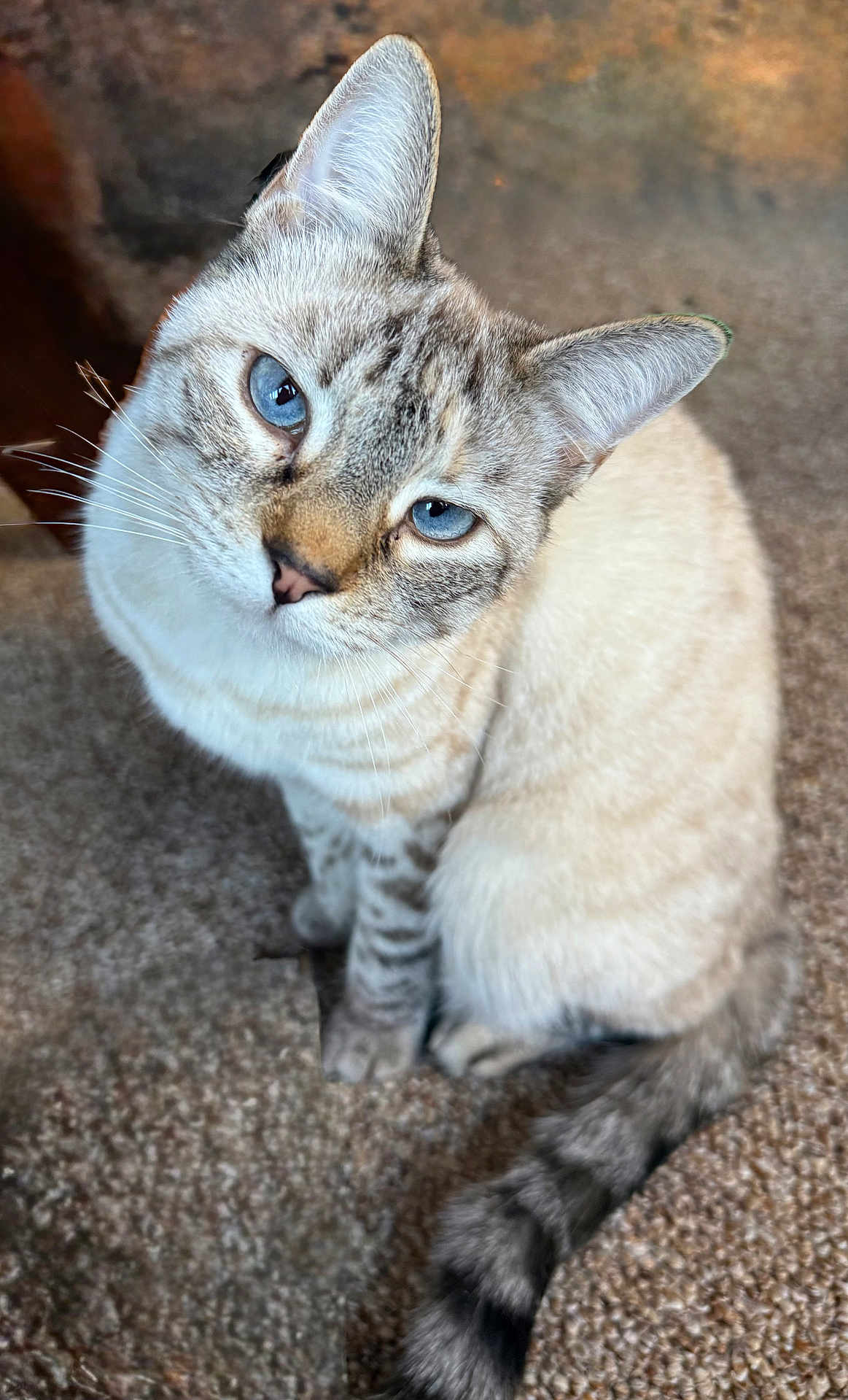 Miss Wiggles joined the competition — help win amazing prizes! cat, blue_eyes, feline, carpet, indoor, pet, animal, fur, whiskers, tail, sitting, looking_up, close_up, cute, domestic_animal, striped_tail, soft_light, curious, portrait, cozy