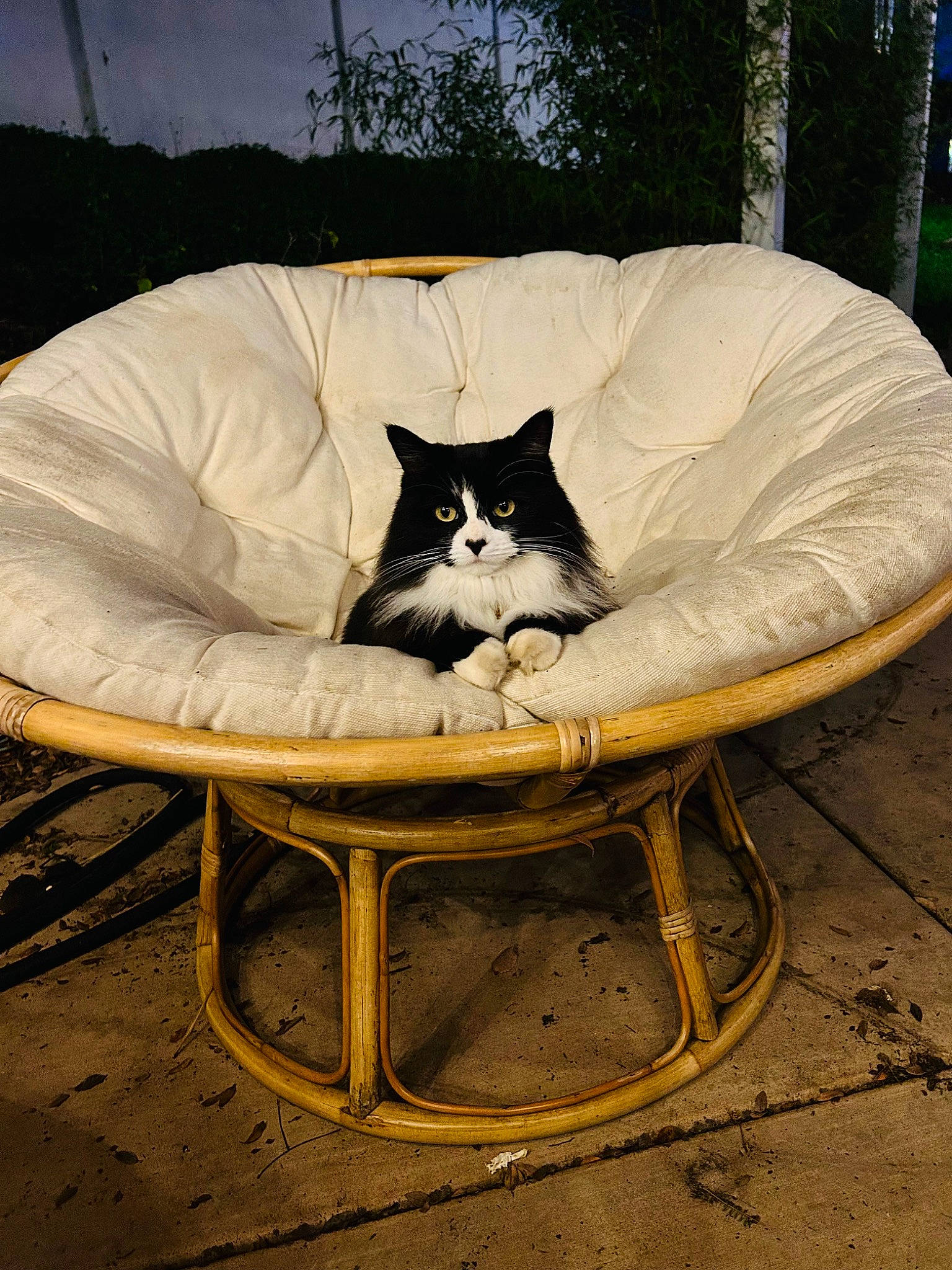 Ripper is registered to the contest to win money with this photo: armrest, bean_bag, carnivore, cat, cat_bed, cat_supply, chair, club_chair, comfort, felidae, furniture, grass, leisure, outdoor_furniture, sitting, small_to_medium_sized_cats, tree, whiskers, wicker, wood