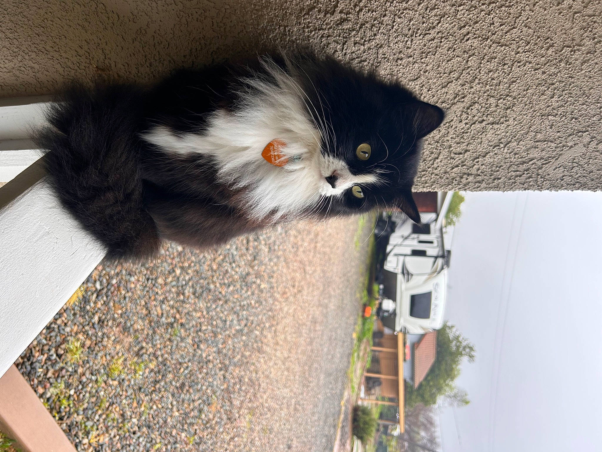 Ripper joined the competition — help win amazing prizes! asphalt, carnivore, cat, claw, domestic_short_haired_cat, fawn, felidae, flooring, flowerpot, fur, grey, houseplant, paw, plant, small_to_medium_sized_cats, snout, tail, tree, whiskers