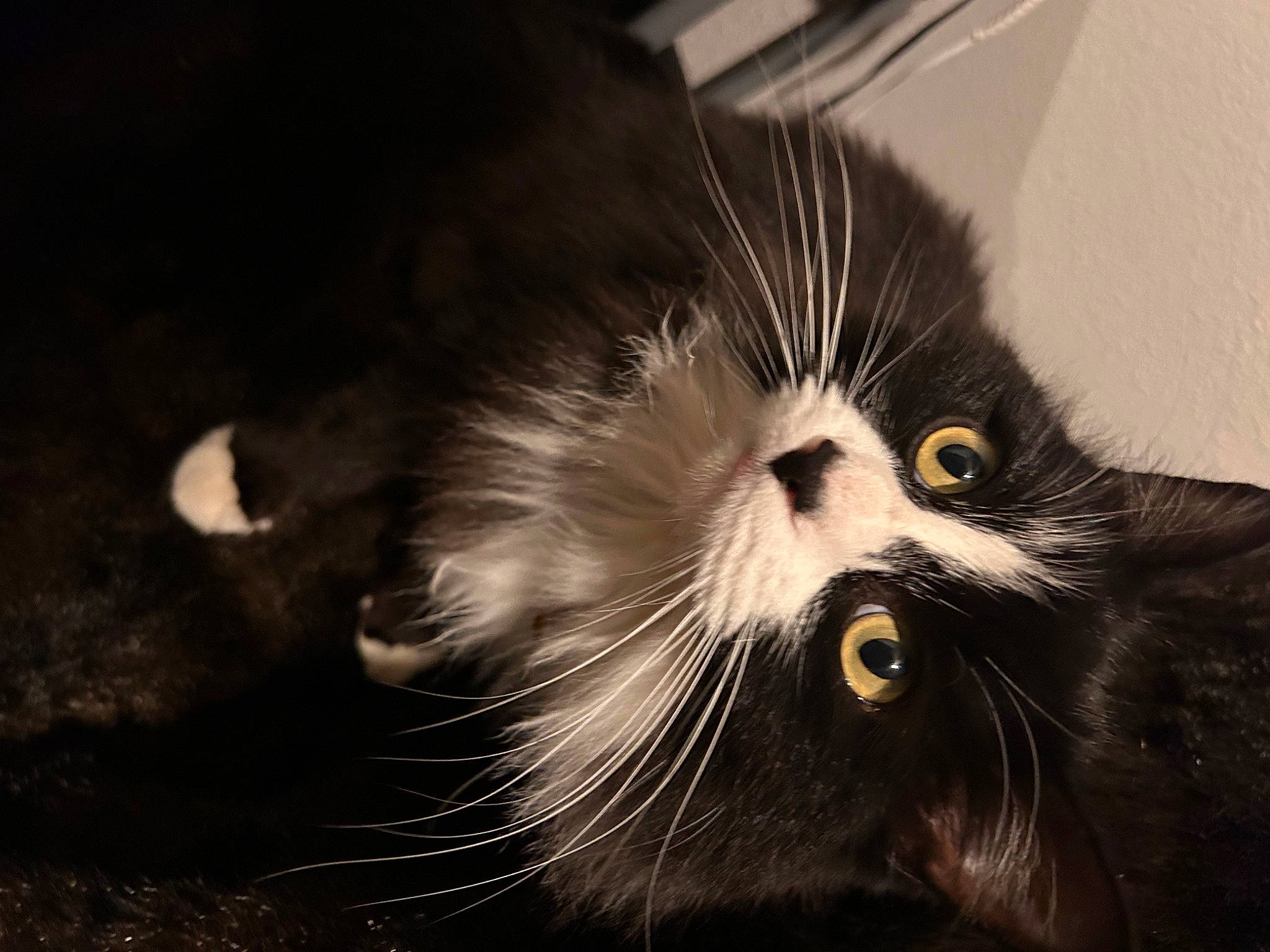 Ripper is registered to the contest to win money with this photo: black_cat, carnivore, cat, claw, darkness, domestic_short_haired_cat, eye, felidae, fur, iris, monochrome, monochrome_photography, paw, plant, small_to_medium_sized_cats, snout, tail, terrestrial_animal, whiskers, window