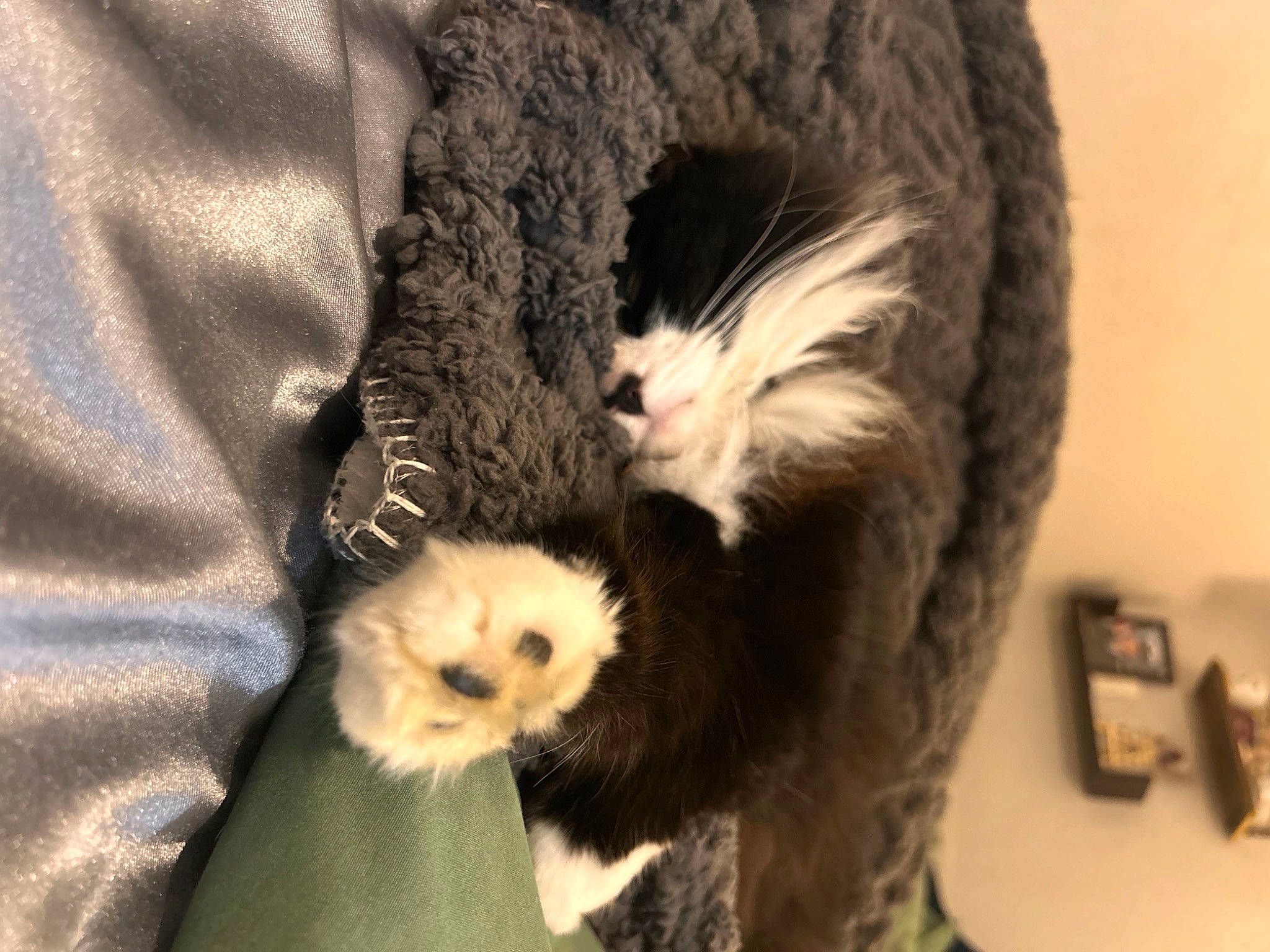 Ripper is registered to the contest to win money with this photo: canidae, carnivore, cat, claw, companion_dog, dog_breed, felidae, fur, paw, picture_frame, primate, small_to_medium_sized_cats, snout, sporting_group, tail, terrestrial_animal, toy, toy_dog, vertebrate, whiskers