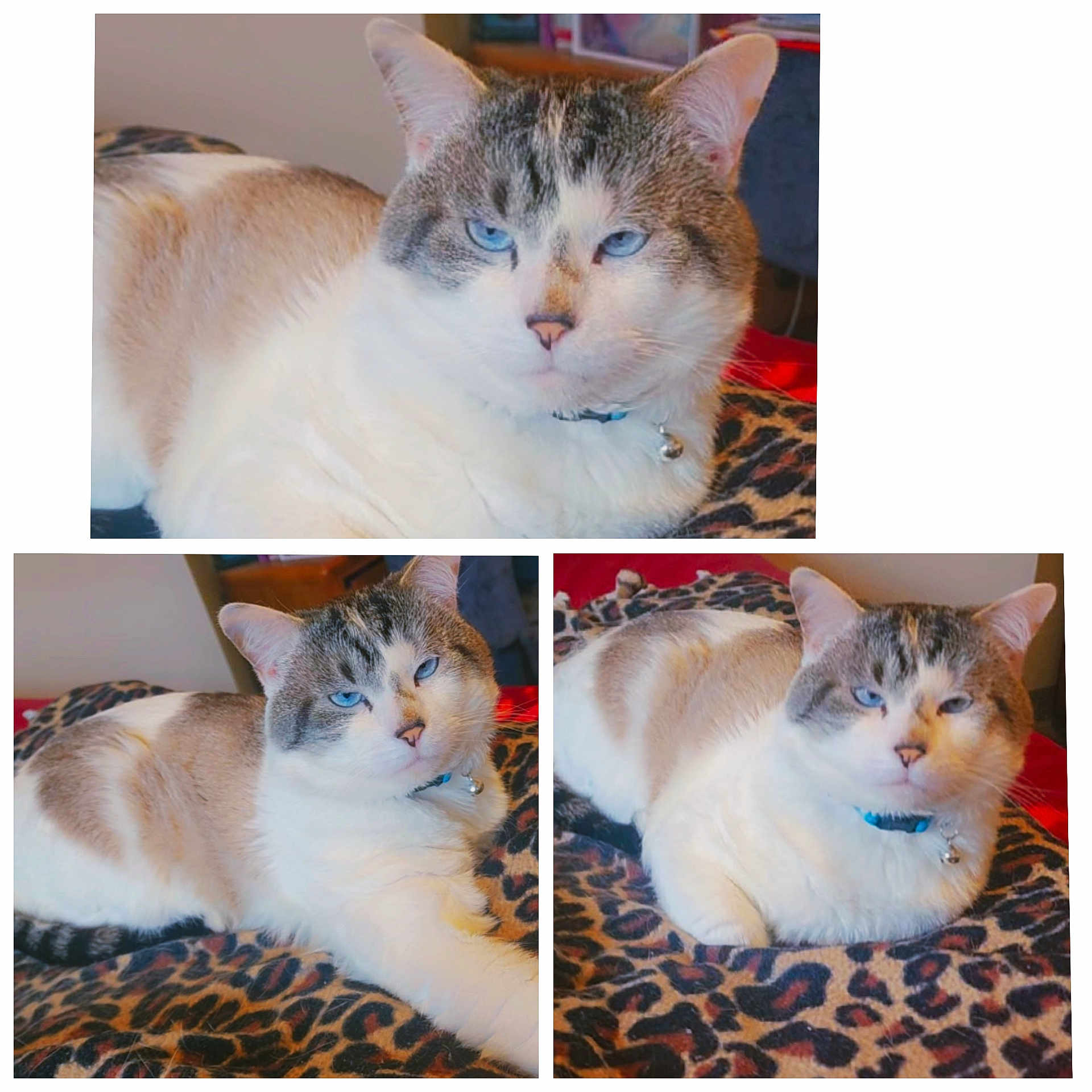 Oliver is registered to the contest to win money with this photo: abyssinian, animal, art, bed, bedroom, cat, collage, couch, cushion, furniture, homedecor, indoors, kitten, linen, manx, person, pet, room, siamese, sleeping