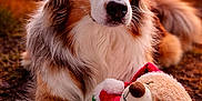 Tina participe au concours pour gagner de l'argent avec cette photo : dog, australian_shepherd, blue_eyes, sunset, outdoor, plush_toy, teddy_bear, festive, santa_outfit, fur, nature, animal, pet, cuddling, toy, grass, warm_light, portrait, cute, companion