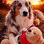 dog, australian_shepherd, blue_eyes, sunset, outdoor, plush_toy, teddy_bear, festive, santa_outfit, fur, nature, animal, pet, cuddling, toy, grass, warm_light, portrait, cute, companion