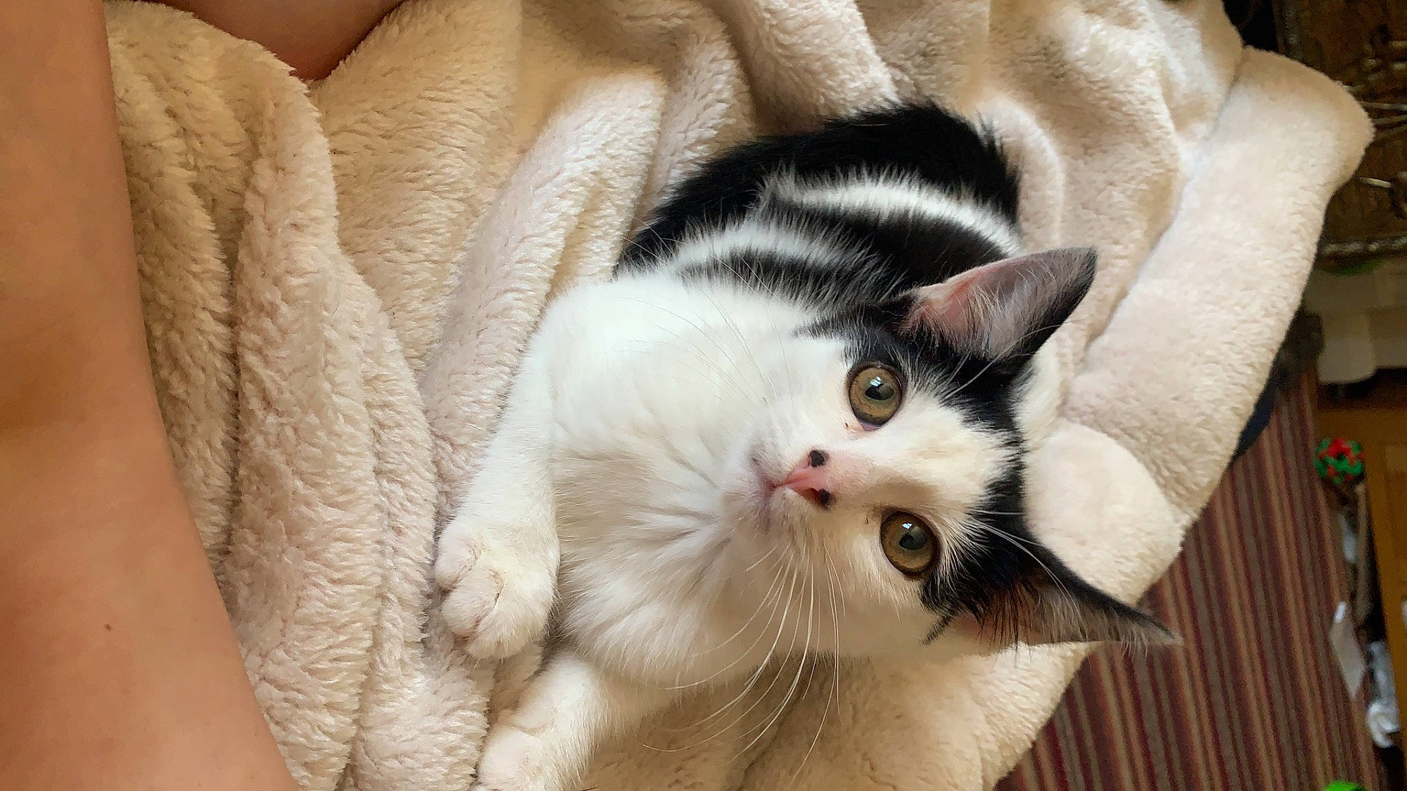 Pingu joined the competition — help win amazing prizes! aegean_cat, american_wirehair, asian, carnivore, cat, claw, domestic_short_haired_cat, ear, european_shorthair, eye, felidae, fur, kitten, mammal, paw, polydactyl_cat, small_to_medium_sized_cats, snout, turkish_van, whiskers