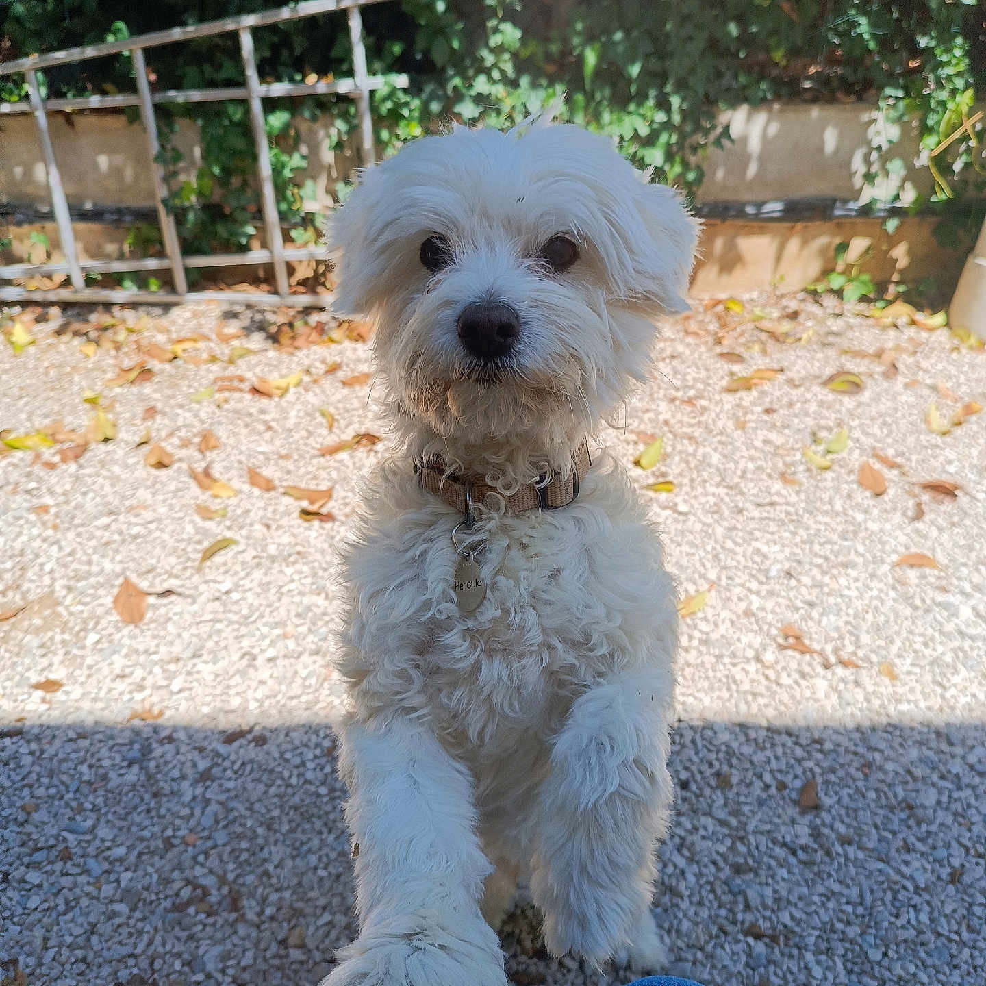 Hercule participe au concours pour gagner de l'argent avec cette photo : animal, backyard, canine, clothing, dog, eskimodog, grass, jeans, pants, path, pet, plant, poodle, puppy, road, slate, soil, terrier, walkway, whitedog