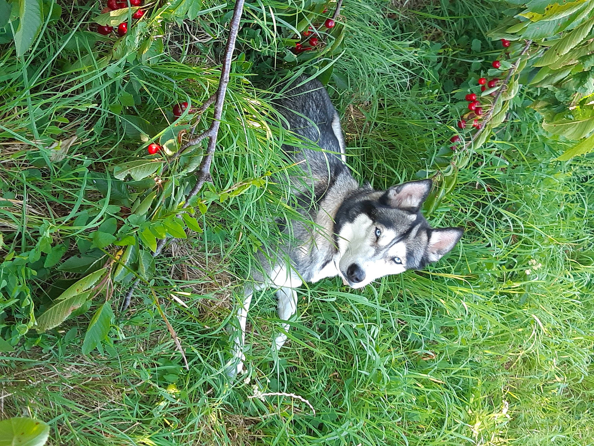 Ina participe au concours pour gagner de l'argent avec cette photo : canidae, carnivore, conifer, dog_breed, evergreen, felidae, flowering_plant, grass, groundcover, herb, herbaceous_plant, plant, shrub, sporting_group, subshrub, tail, terrestrial_animal, tree, twig, whiskers