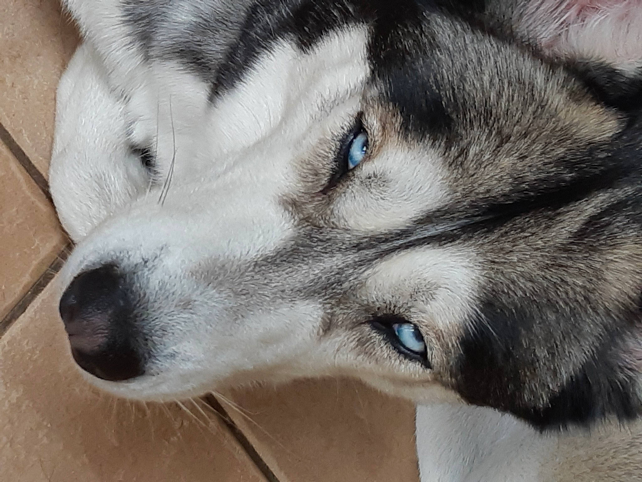 Ina a rejoint le concours — aidez-le/la à gagner de superbes lots ! ancient_dog_breeds, canidae, canis, carnivore, companion_dog, dog, dog_breed, eye, eyelash, fur, siberian_husky, sled_dog, snout, sporting_group, terrestrial_animal, whiskers, wildlife, wolf, working_animal, working_dog