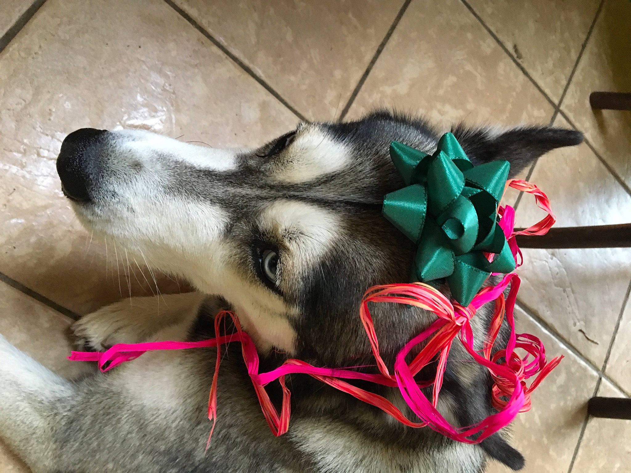 Ina a rejoint le concours — aidez-le/la à gagner de superbes lots ! audio_equipment, canidae, carmine, carnivore, collar, companion_dog, dog, dog_breed, dog_supply, fawn, foot, fur, human_leg, leash, paw, snout, sporting_group, whiskers, working_animal, working_dog