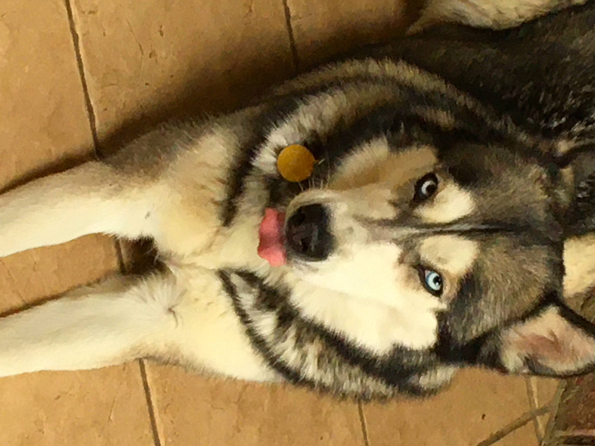 Ina a rejoint le concours — aidez-le/la à gagner de superbes lots ! canidae, carnivore, cat, claw, dog, dog_breed, domestic_short_haired_cat, eye, felidae, fur, iris, paw, sled_dog, small_to_medium_sized_cats, snout, tail, terrestrial_animal, whiskers, wildlife, wolf