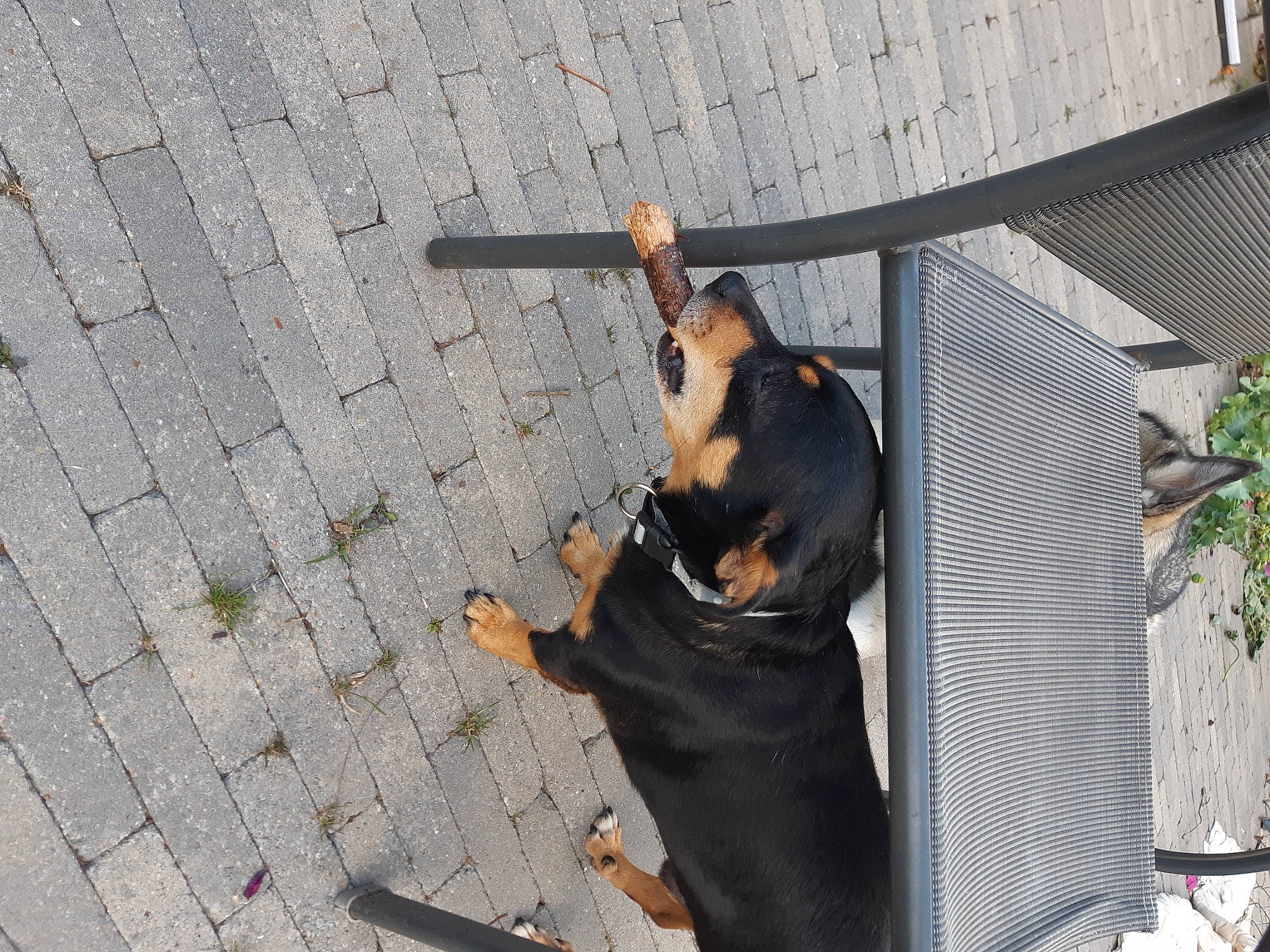 Smocky a rejoint le concours — aidez-le/la à gagner de superbes lots ! canidae, carnivore, companion_dog, concrete, dog, dog_breed, fawn, fur, guard_dog, montenegrin_mountain_hound, paw, pet_supply, plant, road_surface, shadow, sporting_group, tail, wood, working_animal, working_dog