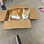 Oliver is registered to the contest to win money with this photo: box, cardboard, cardboard_box, carpet, cat, chair_leg, curiosity, domestic, ears, floor, indoor, looking_at_camera, orange_cat, pet, room, sitting, slipper, tail, toy, whiskers