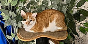 Oliver is registered to the contest to win money with this photo: animal, cat, chair, cushion, desk, furniture, homedecor, indoors, interiordesign, jar, kitten, machine, pet, plant, planter, pottedplant, pottery, table, wheel, wood
