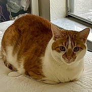 Oliver is registered to the contest to win money with this photo: animal, cat, cozy, curious_eyes, domestic_animal, ears, feline, fur, home, indoor, loaf_position, mattress, orange_cat, pet, portrait, quiet, resting, whiskers, white_cat, window