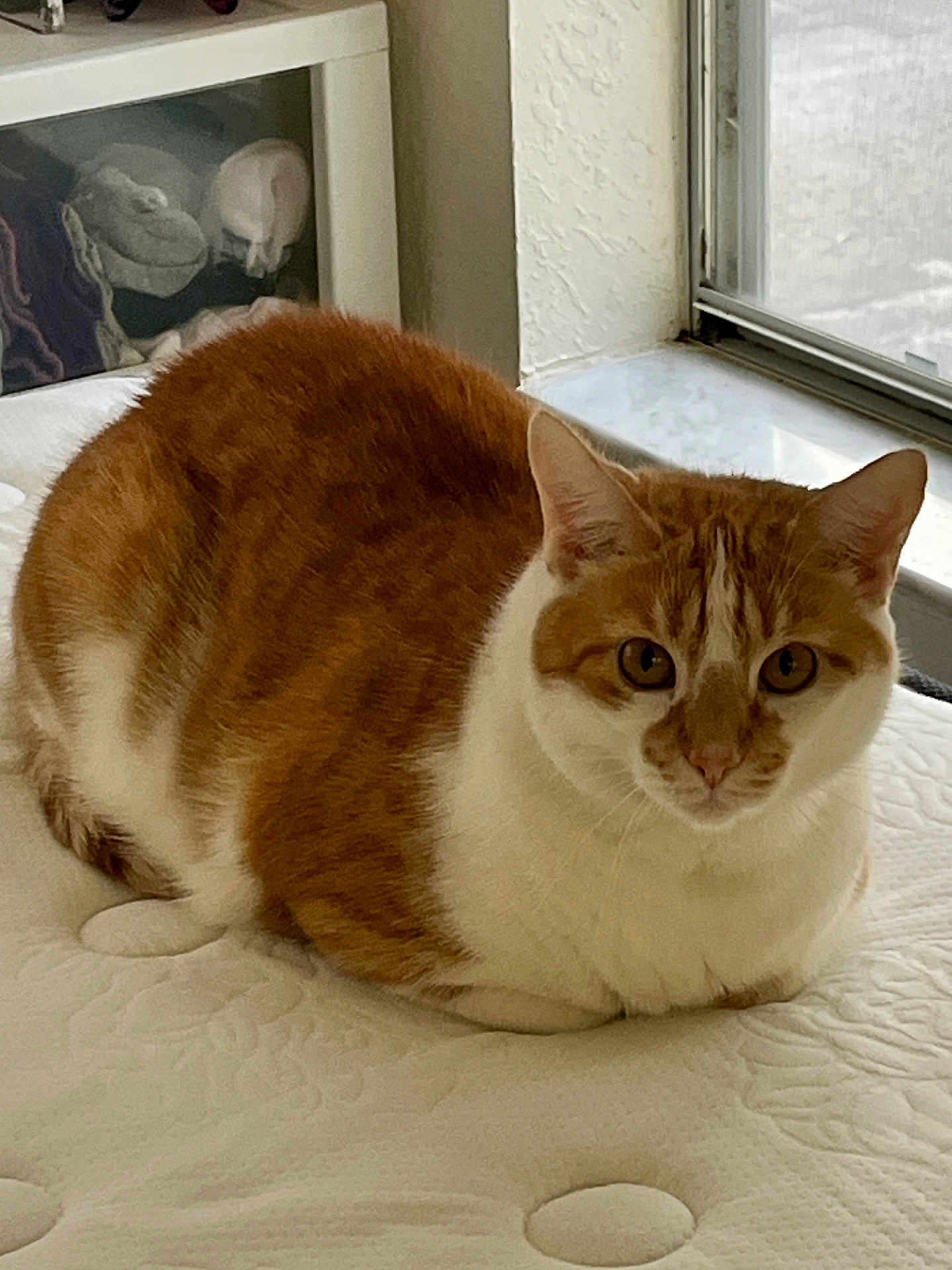 Oliver
