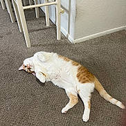 Oliver is registered to the contest to win money with this photo: cat, orange_and_white, carpet, indoor, furniture, relaxed, pet, animal, floor, white_wall, tabby, cute, lying_down, domestic_cat, whiskers, tail, paws, fur, resting, cozy