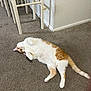 cat, orange_and_white, carpet, indoor, furniture, relaxed, pet, animal, floor, white_wall, tabby, cute, lying_down, domestic_cat, whiskers, tail, paws, fur, resting, cozy