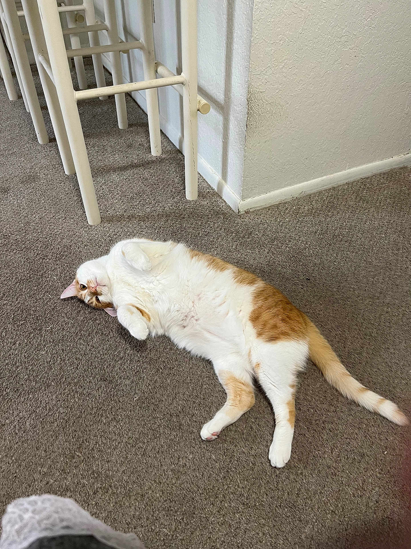 Oliver