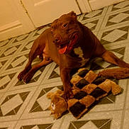 Choco is registered to the contest to win money with this photo: animal, brown_dog, dog, door, floor, geometric_pattern, happy, home, indoor, pattern, paw, pet, playful, plush_toy, resting, smiling, tile_floor, tongue_out, toy, wall