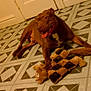 animal, brown_dog, dog, door, floor, geometric_pattern, happy, home, indoor, pattern, paw, pet, playful, plush_toy, resting, smiling, tile_floor, tongue_out, toy, wall