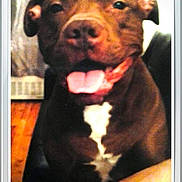 Choco joined the competition — help win amazing prizes! dog, brown_dog, pet, tongue_out, indoor, smiling_dog, white_patch, canine, animal, close_up, happy, furry, companion, portrait, blurred, domestic_animal, seated, friendly, house, mammal