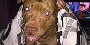 Choco is registered to the contest to win money with this photo: animal, bed, blanket, brown_dog, canine, curious, cute, dog, eyes_glowing, flash, furniture, home, indoor, living_room, man_on_tv, night, patterned_blanket, pet, portrait, television
