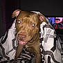animal, bed, blanket, brown_dog, canine, curious, cute, dog, eyes_glowing, flash, furniture, home, indoor, living_room, man_on_tv, night, patterned_blanket, pet, portrait, television