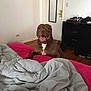 bed, blanket, brown_dog, cozy, dog, door, dresser, furniture, gray_blanket, happy, home, indoor, pet, pink_bedspread, room, shoes, smiling_dog, tongue_out, wall, wooden_floor