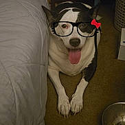 Princess joined the competition — help win amazing prizes! dog, black_and_white, tongue_out, glasses_overlay, indoor, carpet, bed, happy, pet, canine, animal, playful, cute, resting, floor, muzzle, paws, household, funny, companion