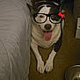 dog, black_and_white, tongue_out, glasses_overlay, indoor, carpet, bed, happy, pet, canine, animal, playful, cute, resting, floor, muzzle, paws, household, funny, companion