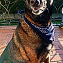 dog, canine, pet, bandana, outdoor, patio, sunlight, tile_floor, sitting, black_fur, brown_fur, ears_up, fence, hedge, tree, daylight, shadow, animal, muzzle, friendly