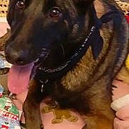 Nala a rejoint le concours — aidez-le/la à gagner de superbes lots ! dog, canine, pet, bandana, blanket, indoors, brown_fur, black_fur, tongue_out, basket, cozy, holiday_wrap, floor_rug, ears_up, resting, cute, animal, fur, domestic_animal, companion