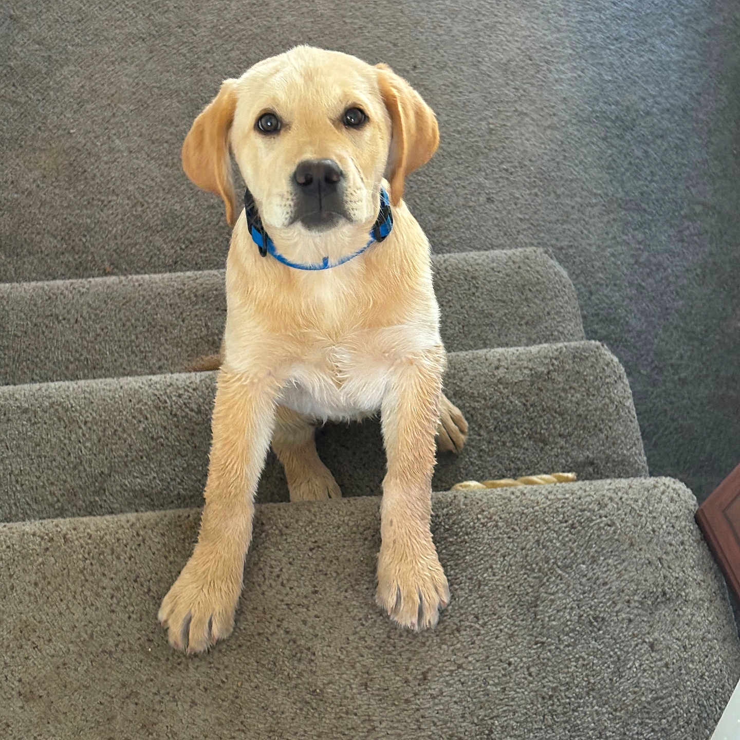 Lily Girl