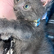 Nyla joined the competition — help win amazing prizes! kitten, cat, gray_fur, green_eyes, collar, paw, cute, pet, animal, feline, close_up, indoor, soft, whiskers, young, curious, person_arm, blanket, resting, companion