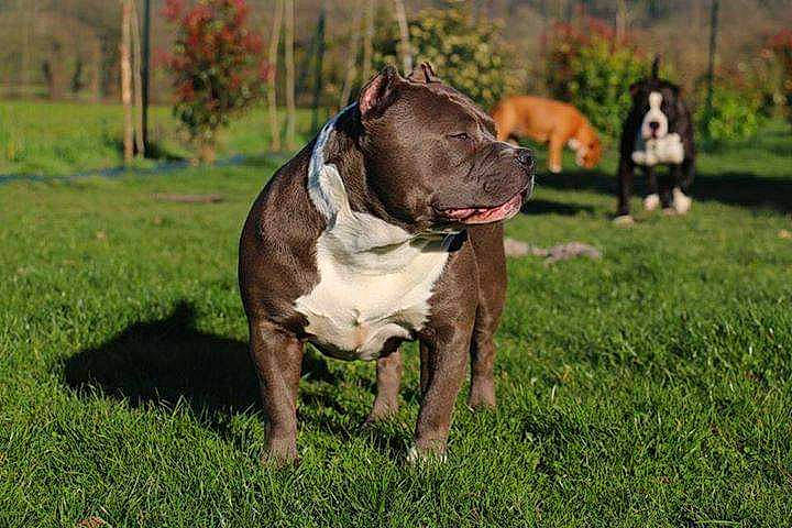 Hadès Bumblebee Dite Mimi