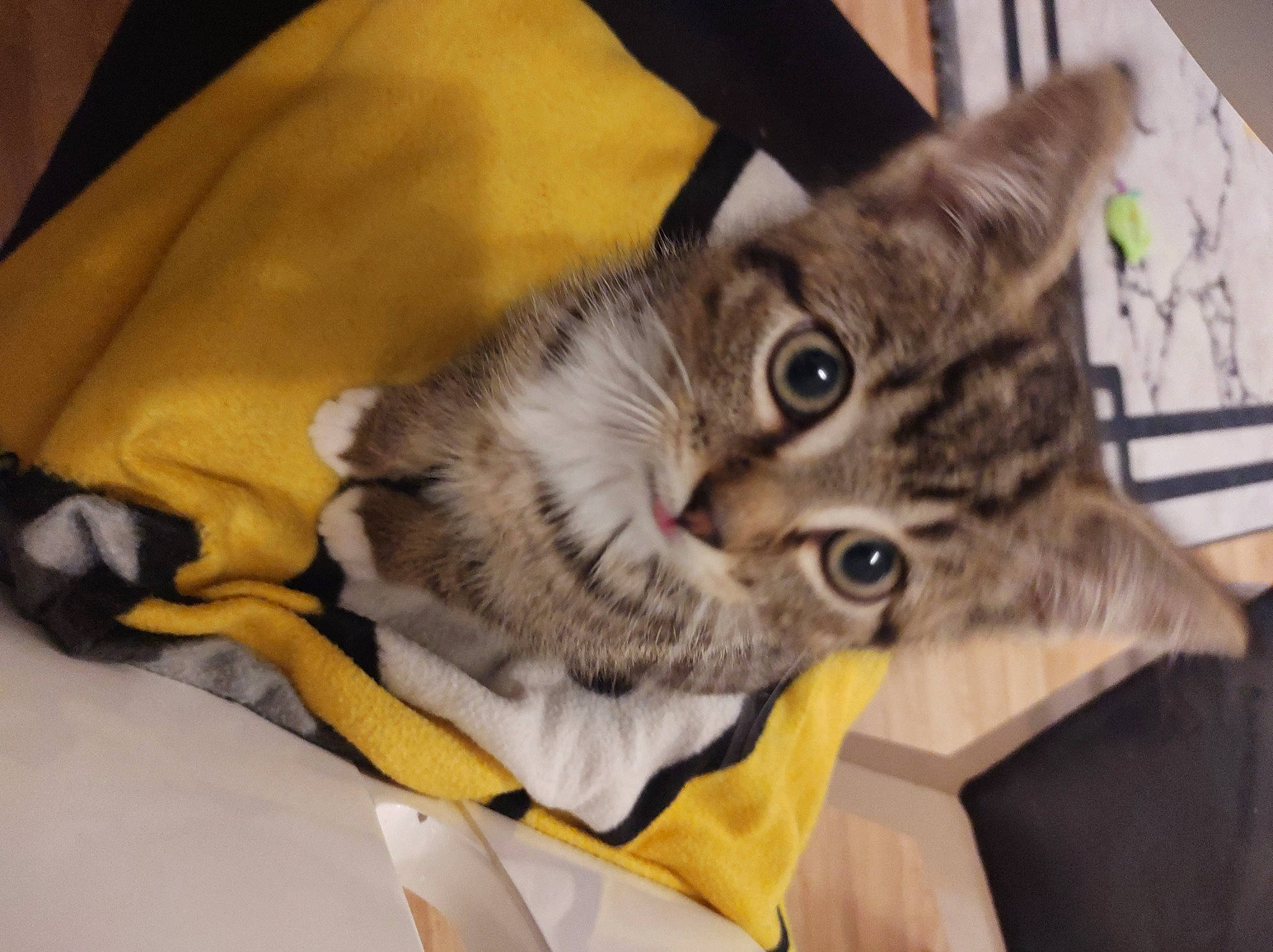 Cookie a rejoint le concours — aidez-le/la à gagner de superbes lots ! bag, carnivore, cat, claw, comfort, domestic_short_haired_cat, felidae, fur, linens, luggage_and_bags, paw, room, small_to_medium_sized_cats, tail, whiskers