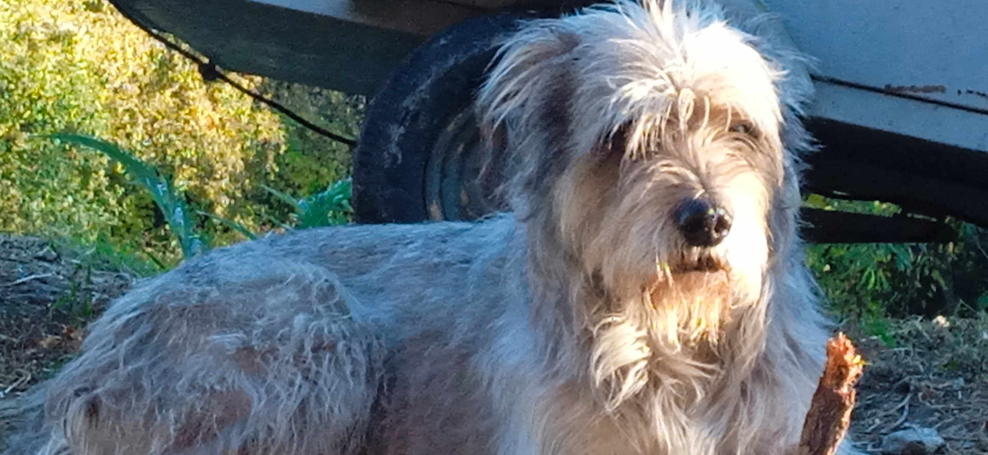 Gros Nez a rejoint le concours — aidez-le/la à gagner de superbes lots ! dog, outdoor, grass, tire, stick, sunlight, nature, animal, pet, fur, shaggy, canine, resting, closeup, daytime, greenery, background, snout, muzzle, quiet