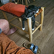 Venus a rejoint le concours — aidez-le/la à gagner de superbes lots ! animal, black_and_white, blue_eyes, cat, chair, funny, furniture, indoor, kitten, living_room, paws, pet, playful, portrait, red_cushion, sandals, seated_person, whiskers, wooden_chair, wooden_floor