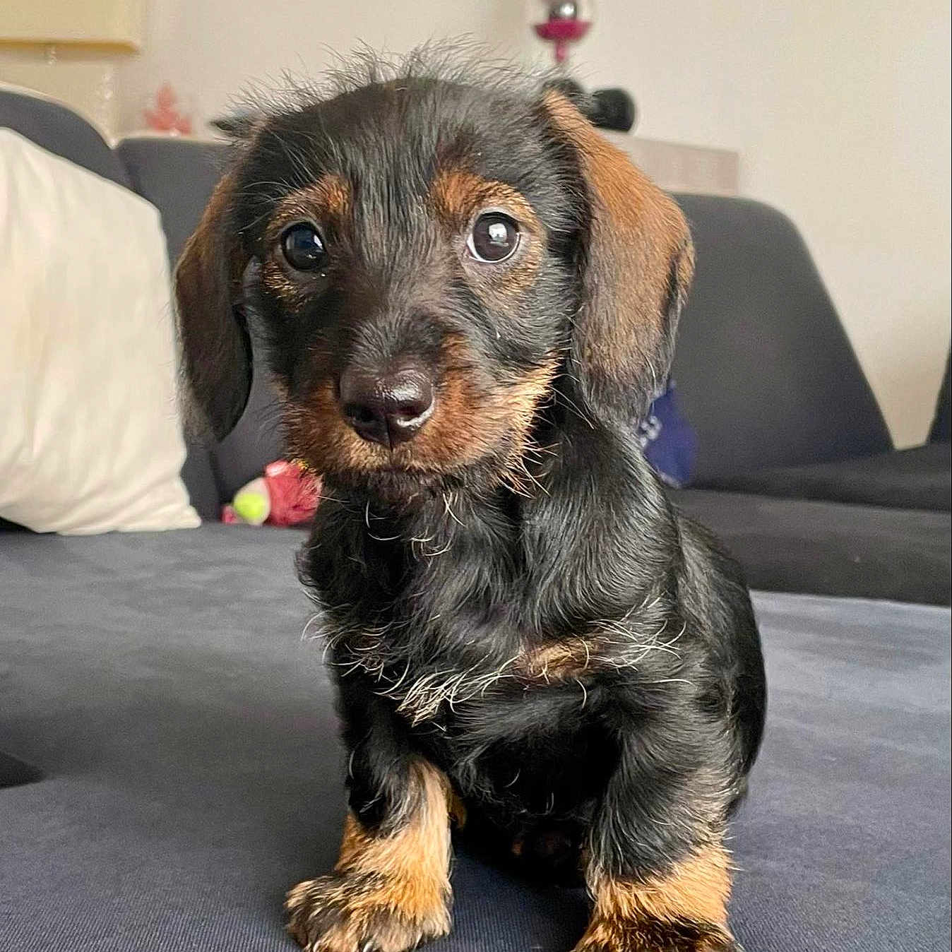 Venus a rejoint le concours — aidez-le/la à gagner de superbes lots ! animal, canine, cockerspaniel, dog, dogbed, furniture, hound, pet, puppy, snout, terrier
