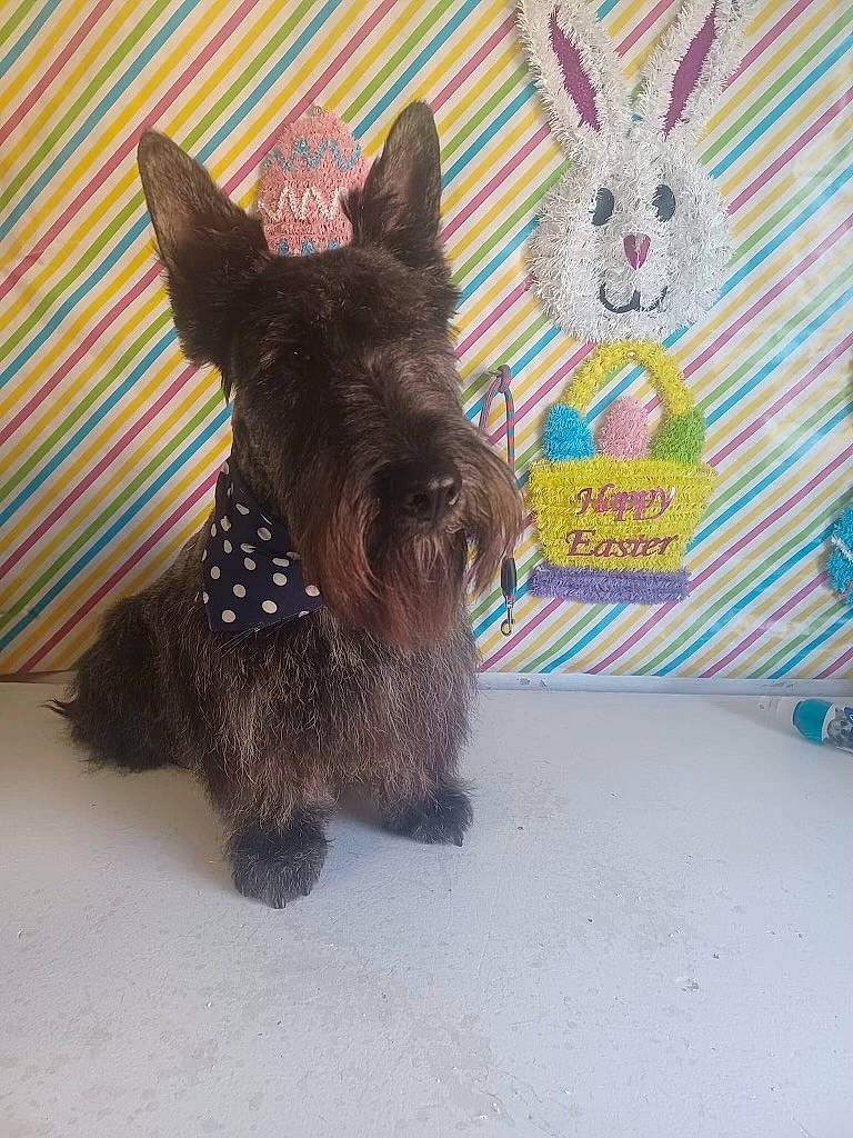 Sushi joined the competition — help win amazing prizes! carnivore, circle, companion_dog, creative_arts, dog, dog_breed, dog_supply, fawn, liver, livestock, pattern, pet_supply, small_terrier, snout, sporting_group, tail, terrestrial_animal, toy_dog, working_animal