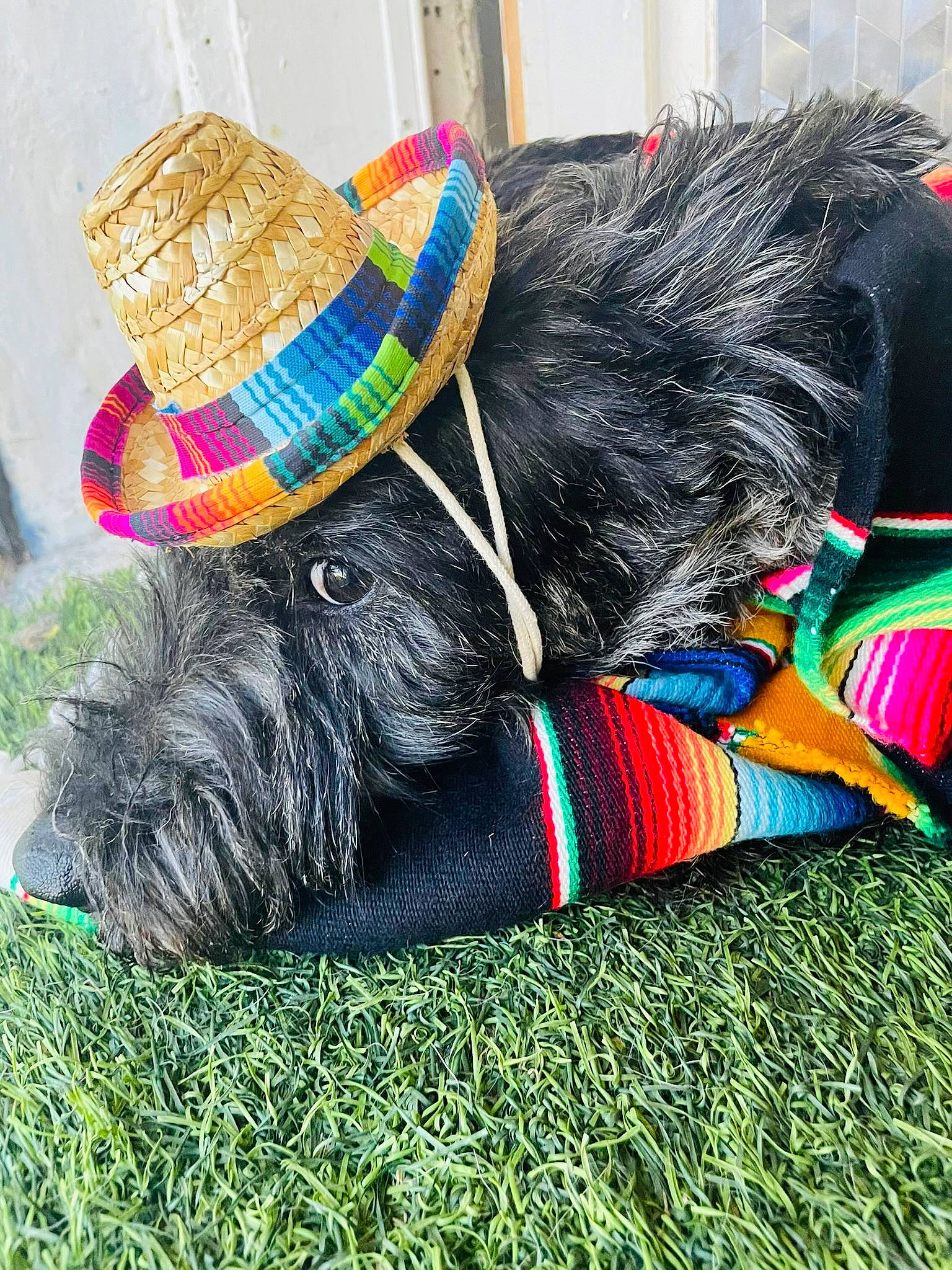 Sushi joined the competition — help win amazing prizes! carnivore, collar, companion_dog, dog, dog_breed, dog_clothes, dog_collar, dog_supply, fur, grass, leash, liver, mammal, pet_supply, snout, sporting_group, tail, vertebrate, wool, working_animal