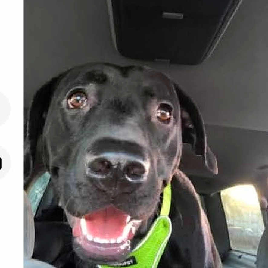 Max joined the competition — help win amazing prizes! animal, black_dog, canine, car_interior, closeup, dog, domestic_animal, friendly, happy, harness, mouth_open, pet, portrait, seat, smiling, sunlight, transport, travel, vehicle, window