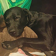 Auto is registered to the contest to win money with this photo: dog, black_dog, sleeping, nap, blanket, indoor, cozy, rest, fur, paw, pet, animal, cute, relax, comfort, canine, mammal, snout, ears, domestic_animal