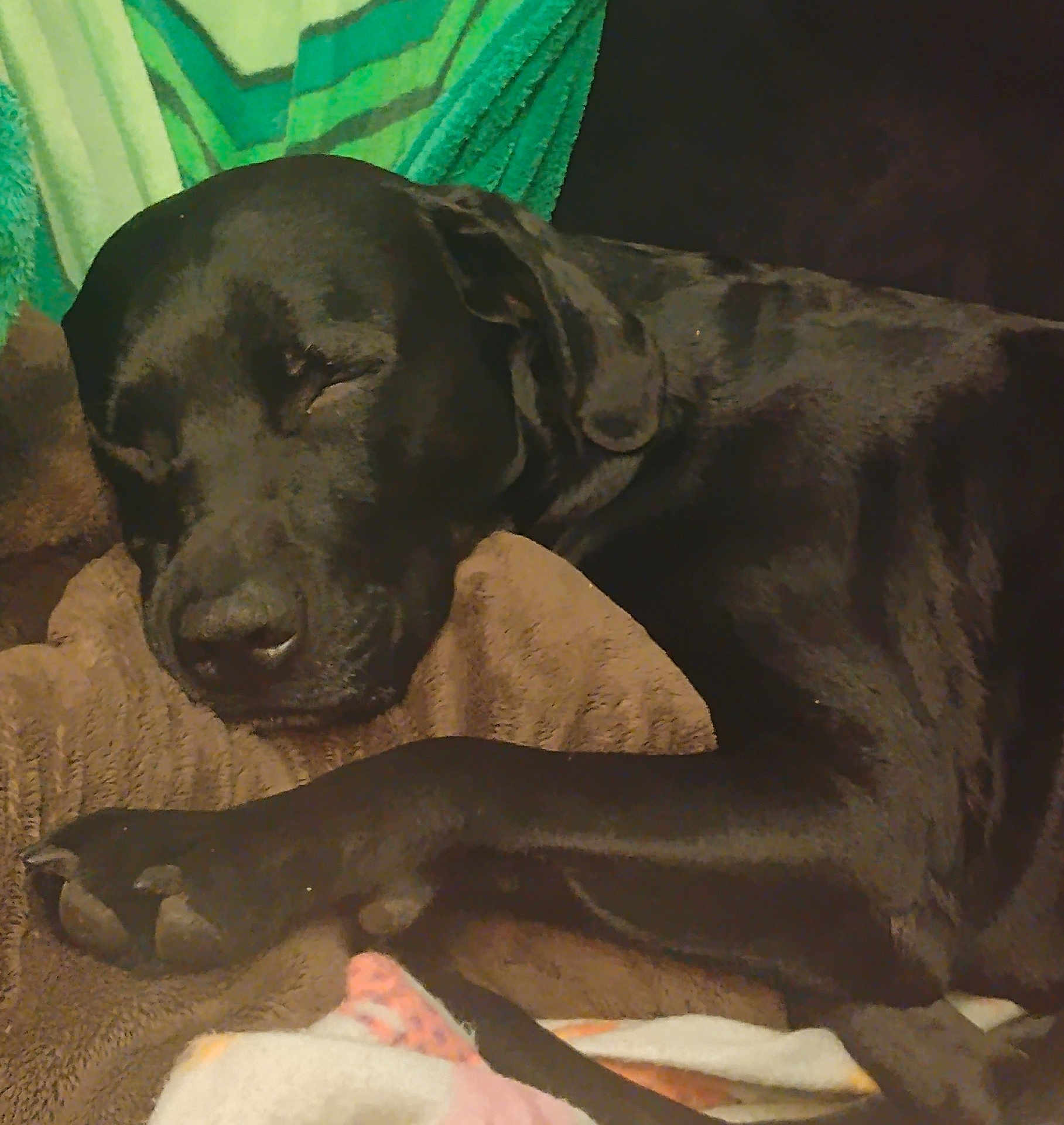 Auto is registered to the contest to win money with this photo: dog, black_dog, sleeping, nap, blanket, indoor, cozy, rest, fur, paw, pet, animal, cute, relax, comfort, canine, mammal, snout, ears, domestic_animal