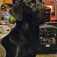 Diesel is registered to the contest to win money with this photo: dog, black_dog, indoor, pet, droplet, heater, furniture, brown_eyes, closeup, animal, mammal, face, snout, ear, fur, looking_up, household_items, warm_light, cozy, portrait