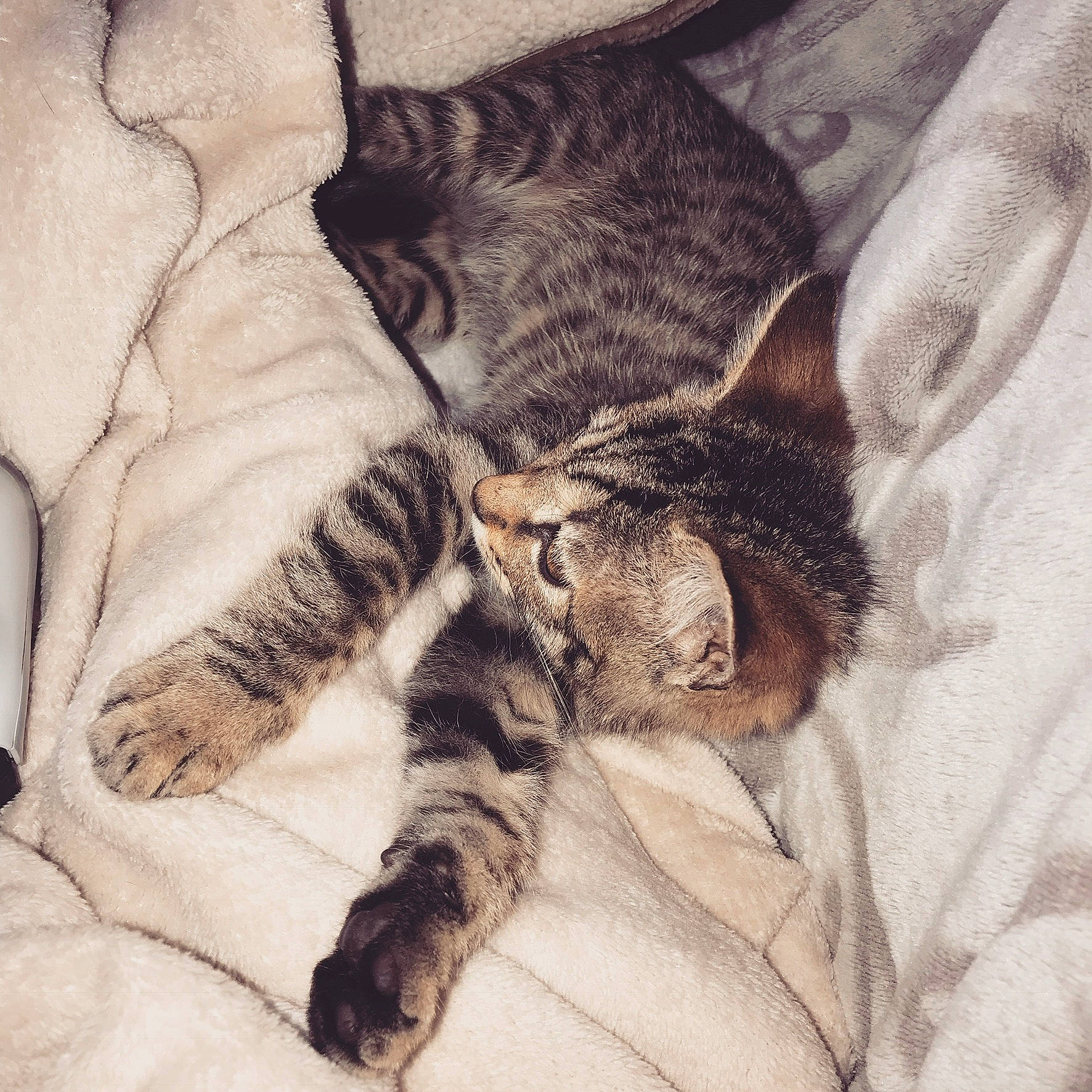 Stitch participe au concours pour gagner de l'argent avec cette photo : asian, carnivore, cat, claw, dragon_li, ear, egyptian_mau, european_shorthair, eye, felidae, fur, kitten, nap, paw, pixie_bob, skin, sleep, small_to_medium_sized_cats, tabby_cat, whiskers