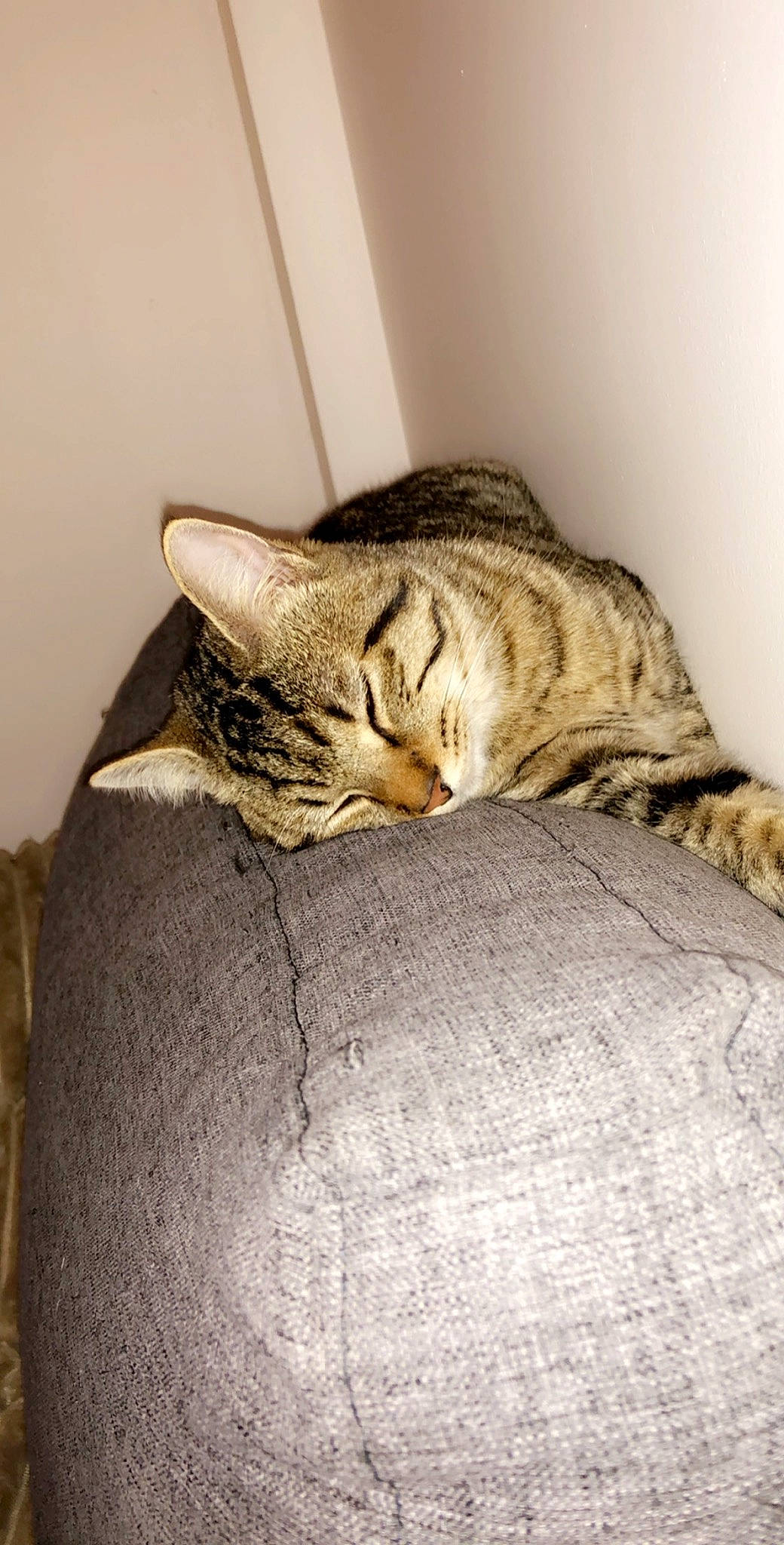 Stitch participe au concours pour gagner de l'argent avec cette photo : american_shorthair, asian, bengal, carnivore, cat, chausie, comfort, domestic_short_haired_cat, dragon_li, egyptian_mau, european_shorthair, felidae, mammal, nap, ocicat, pixie_bob, sleep, small_to_medium_sized_cats, tabby_cat, whiskers