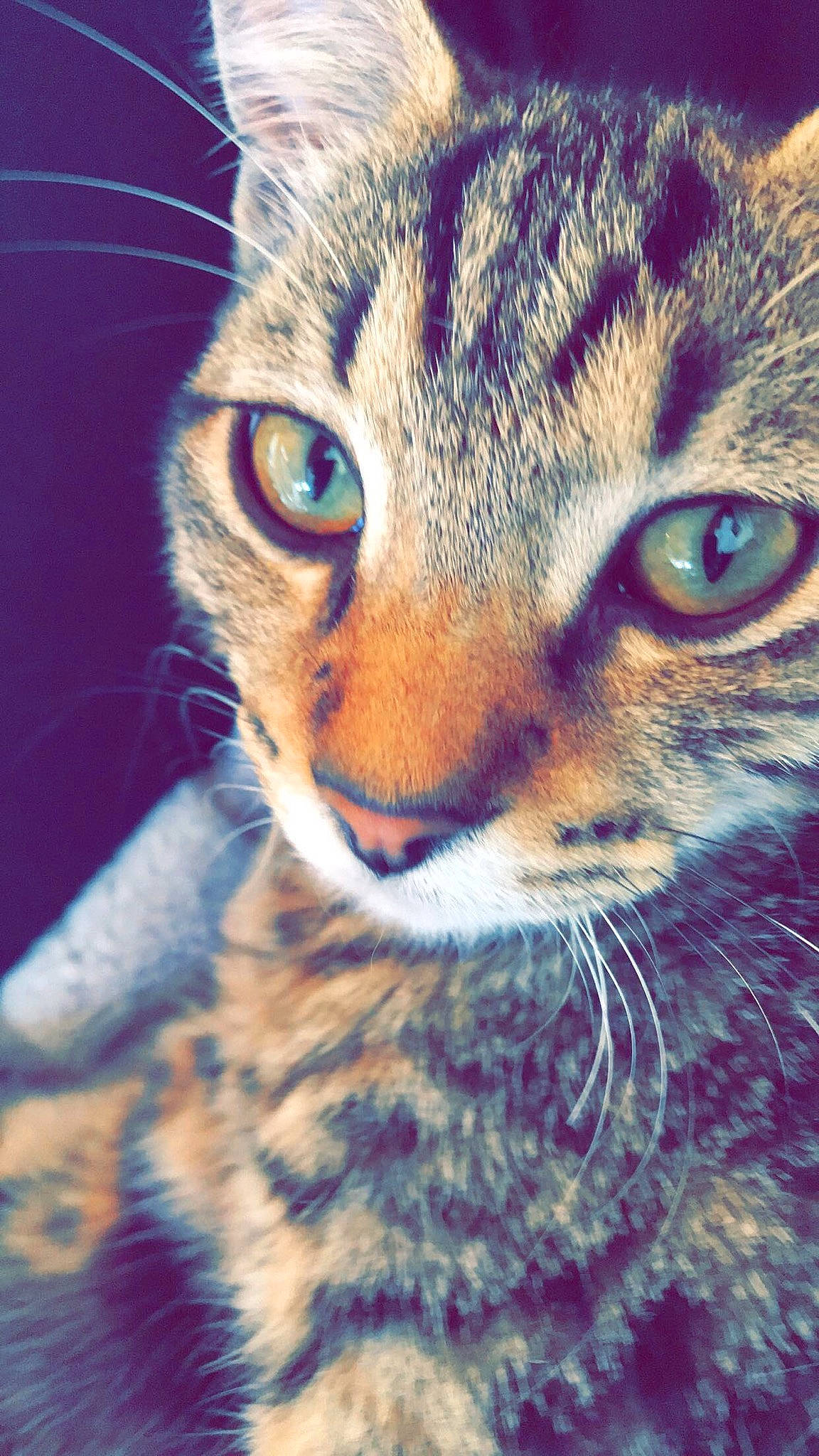 Stitch participe au concours pour gagner de l'argent avec cette photo : american_wirehair, asian, carnivore, cat, close_up, domestic_short_haired_cat, dragon_li, european_shorthair, eye, felidae, fur, kitten, mammal, nose, ocicat, sky, small_to_medium_sized_cats, snout, tabby_cat, whiskers